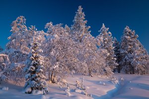 Обои на рабочий стол: Finland, Lapland, деревья, ели, зима, Лапландия, лес, снег, сугробы, Финляндия