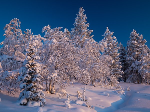 Finland, Lapland, деревья, ели, зима, Лапландия, лес, снег, сугробы, Финляндия