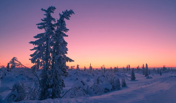 Обои на рабочий стол: Lapland, sweden, деревья, закат, зима, Лапландия, снег, швеция