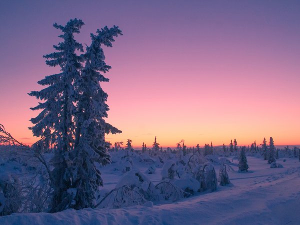 Lapland, sweden, деревья, закат, зима, Лапландия, снег, швеция