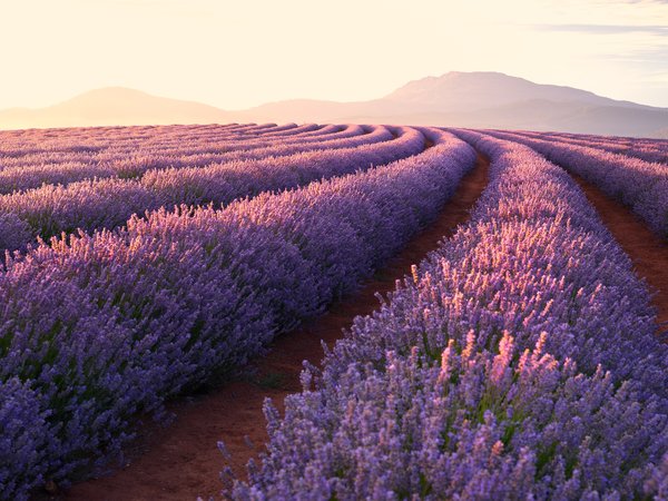 landscape, lavender, sky, весна, горизонт, лаванда, лето, небо, поле, свет, цветы