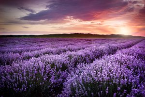 Обои на рабочий стол: blooming, field, lavender, sunset, violet, закат, лаванда, лавандовое поле, фиолетовый, цветы
