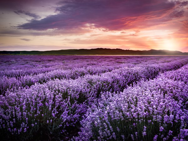 blooming, field, lavender, sunset, violet, закат, лаванда, лавандовое поле, фиолетовый, цветы