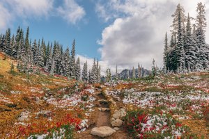 Обои на рабочий стол: Heather Meadows, North Cascades National Park, Washington, деревья, лес, Национальный парк Северные Каскады, снег, тропинка, штат Вашингтон