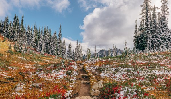 Обои на рабочий стол: Heather Meadows, North Cascades National Park, Washington, деревья, лес, Национальный парк Северные Каскады, снег, тропинка, штат Вашингтон