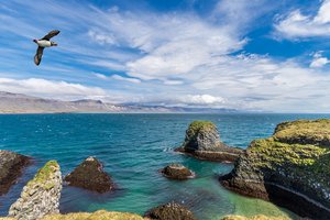 Обои на рабочий стол: берег, исландия, Левко Юрий, облака, океан, остров, полет, птица, скалы, тупик