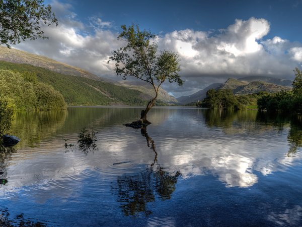 Gwynedd, Llyn Padarn, Snowdonia, Wales, Гуинет, дерево, озеро, Озеро Падарн, отражение, Сноудония, Уэльс