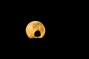 Обои на рабочий стол: дерево, луна, ночь