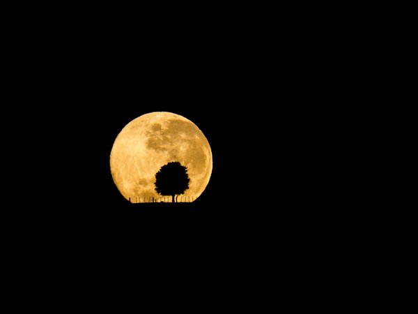дерево, луна, ночь