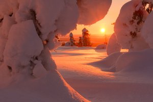 Обои на рабочий стол: деревья, ели, зима, Максим Евдокимов, пейзаж, природа, рассвет, снег, солнце, утро, Финляндия