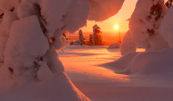 Обои на рабочий стол: деревья, ели, зима, Максим Евдокимов, пейзаж, природа, рассвет, снег, солнце, утро, Финляндия