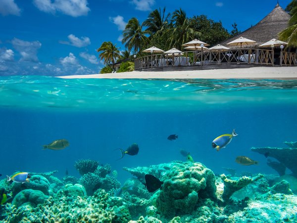 Markus Stauffer, дно, зонтики, кораллы, мальдивы, море, океан, пальмы, пейзаж, природа, рыбы, тропики