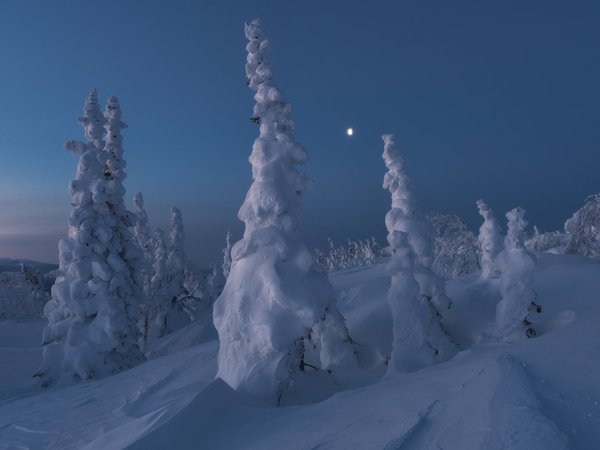 деревья, ели, луна, Михаил Туркеев, пейзаж, природа, рассвет, снег