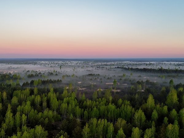 Lietuva, miškas, rūkas
