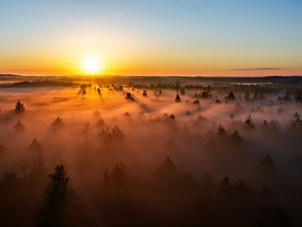 Lietuva, miškas, rūkas, saulėlydis