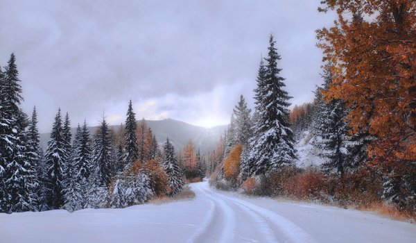 Обои на рабочий стол: деревья, ели, колея, лес, Монтана, осень, снег