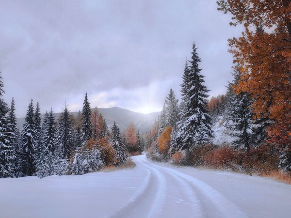 деревья, ели, колея, лес, Монтана, осень, снег