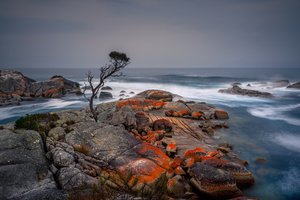 Обои на рабочий стол: Binalong Bay, Tasmania, берег, дерево, море