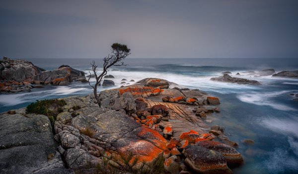 Обои на рабочий стол: Binalong Bay, Tasmania, берег, дерево, море