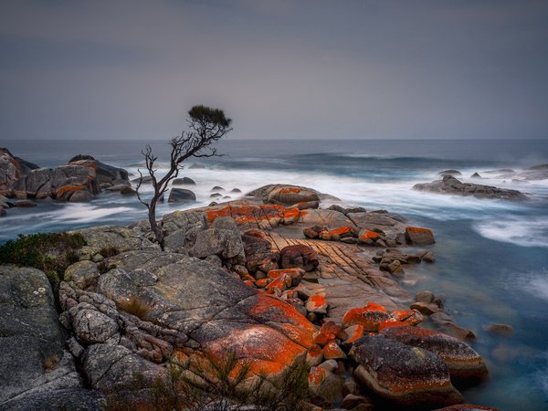 Binalong Bay, Tasmania, берег, дерево, море