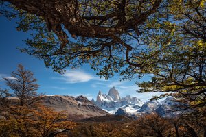 Обои на рабочий стол: argentina, Mount Fitz Roy, Patagonia, аргентина, ветки, Гора Фицрой, горы, деревья, Патагония, Патагонские Анды