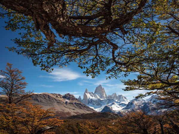 argentina, Mount Fitz Roy, Patagonia, аргентина, ветки, Гора Фицрой, горы, деревья, Патагония, Патагонские Анды