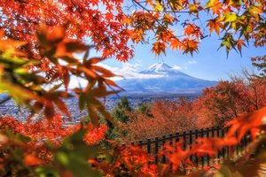 Обои на рабочий стол: japan, Mount Fuji, ветки, вулкан, гора, деревья, забор, клён, листья, осень, фудзияма, япония