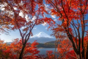 Обои на рабочий стол: japan, Lake Kawaguchi, Mount Fuji, гора, деревья, озеро, Озеро Кавагути, стратовулкан, Фудзи, фудзияма, япония