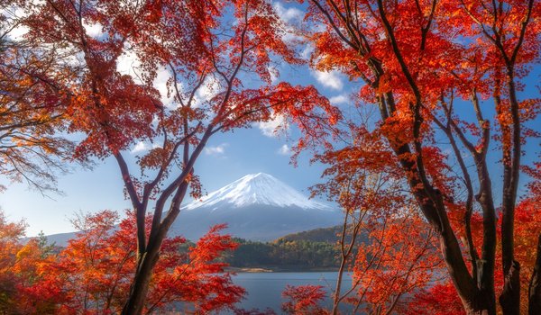 Обои на рабочий стол: japan, Lake Kawaguchi, Mount Fuji, гора, деревья, озеро, Озеро Кавагути, стратовулкан, Фудзи, фудзияма, япония