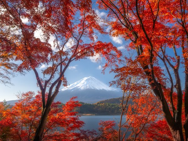 japan, Lake Kawaguchi, Mount Fuji, гора, деревья, озеро, Озеро Кавагути, стратовулкан, Фудзи, фудзияма, япония