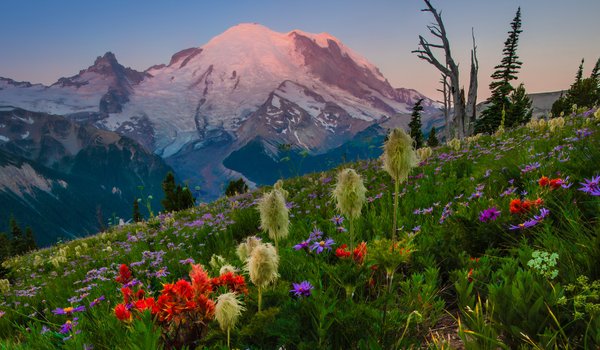 Обои на рабочий стол: Cascade Range, Mount Rainier, Mount Rainier National Park, Washington State, Гора Рейнир, горы, Каскадные горы, луг, Национальный парк Маунт-Рейнир, цветы, штат Вашингтон