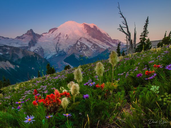 Cascade Range, Mount Rainier, Mount Rainier National Park, Washington State, Гора Рейнир, горы, Каскадные горы, луг, Национальный парк Маунт-Рейнир, цветы, штат Вашингтон
