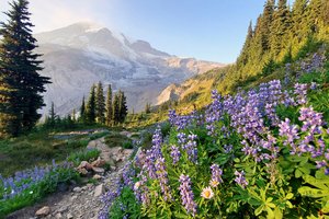 Обои на рабочий стол: Cascade Range, Mount Rainier, Washington State, Гора Рейнир, горы, деревья, Каскадные горы, люпины, тропинка, цветы, штат Вашингтон