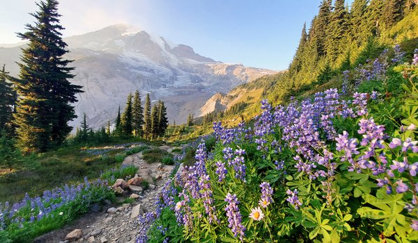 Обои на рабочий стол: Cascade Range, Mount Rainier, Washington State, Гора Рейнир, горы, деревья, Каскадные горы, люпины, тропинка, цветы, штат Вашингтон