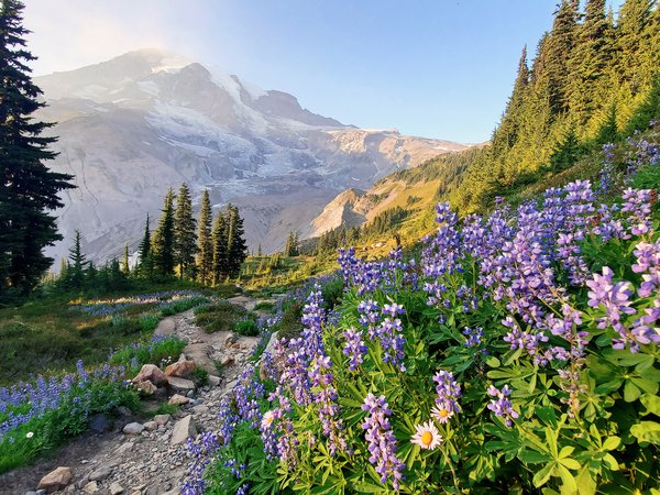 Cascade Range, Mount Rainier, Washington State, Гора Рейнир, горы, деревья, Каскадные горы, люпины, тропинка, цветы, штат Вашингтон