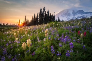 Обои на рабочий стол: Mount Rainier, Washington State, гора, Гора Рейнир, закат, луг, цветы, штат Вашингтон