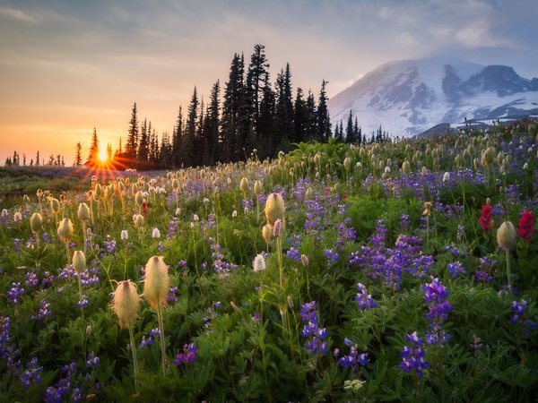 Mount Rainier, Washington State, гора, Гора Рейнир, закат, луг, цветы, штат Вашингтон
