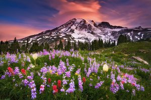 Обои на рабочий стол: гора, Каскадные горы, лето, Маунт-Рейнир, национальный парк, небо, облака, стратовулкан, сша, утро, цветы, штат Вашингтон
