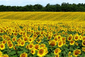 Обои на рабочий стол: field, nature, summer, Sunflowers, лето, подсолнухи, поле, природа