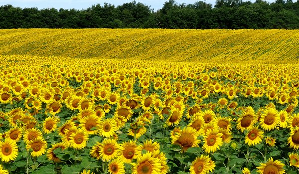 Обои на рабочий стол: field, nature, summer, Sunflowers, лето, подсолнухи, поле, природа
