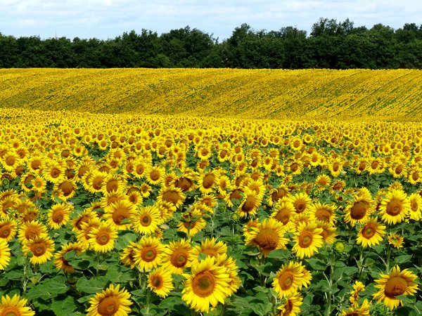 field, nature, summer, Sunflowers, лето, подсолнухи, поле, природа