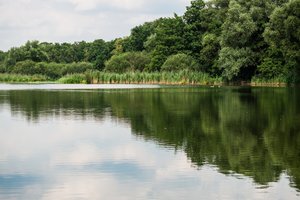 Обои на рабочий стол: lake, nature, trees, лес, озеро, природа