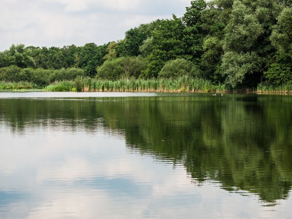 lake, nature, trees, лес, озеро, природа