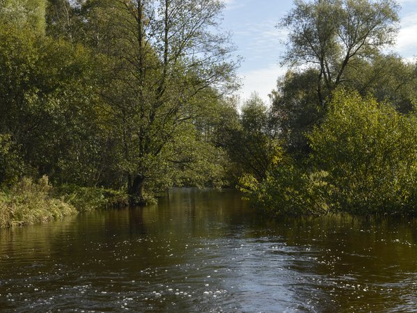 forest, nature, river, trees, деревья, лес, природа, река