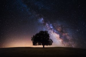 Обои на рабочий стол: дерево, звезды, млечный путь, небо, ночь, поле