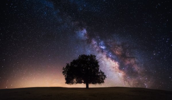 Обои на рабочий стол: дерево, звезды, млечный путь, небо, ночь, поле