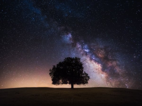 дерево, звезды, млечный путь, небо, ночь, поле