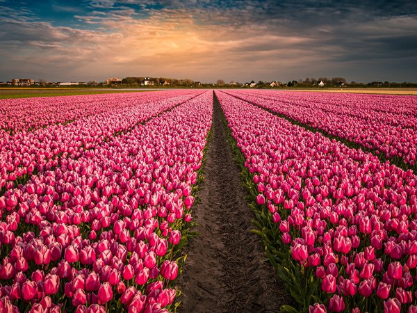 бутоны, много, нидерланды, поле, розовые, тюльпаны, цветы
