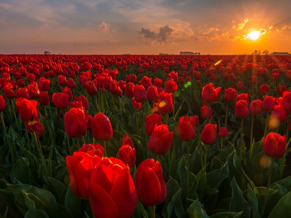 бутоны, закат, нидерланды, плантация, поле, тюльпаны, цветы