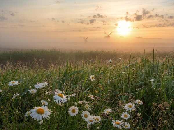 восход, луг, нидерланды, рассвет, ромашки, трава, туман, утро, цветы